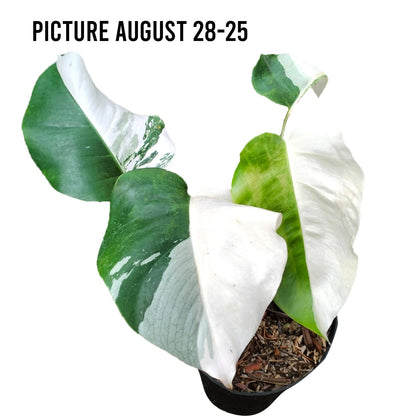 Monstera Albo Half Moon Variegated - Yume Gardens Indonesia