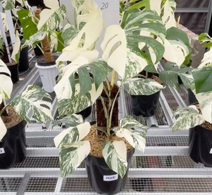 Monstera Albo Half Moon Variegated - Yume Gardens Indonesia