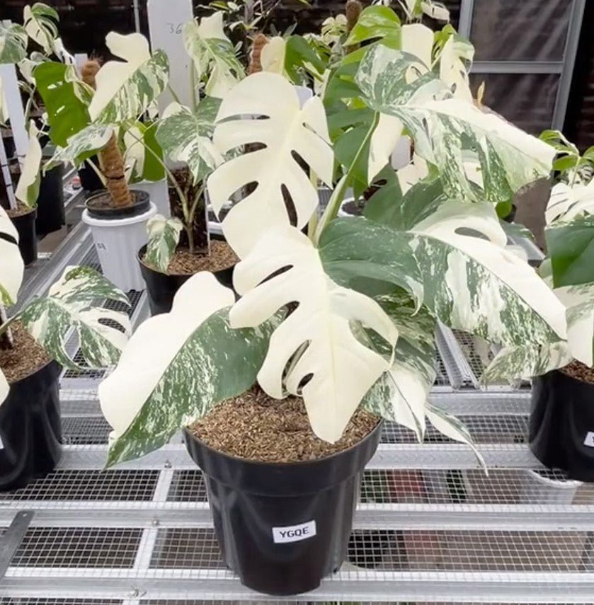 Monstera Albo Half Moon Variegated - Yume Gardens Indonesia