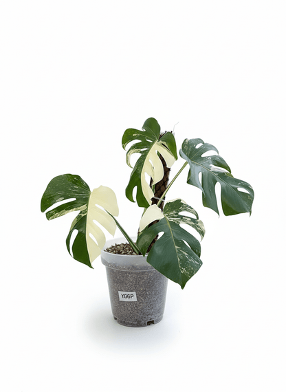 Monstera Albo Half Moon Variegated - Yume Gardens Indonesia