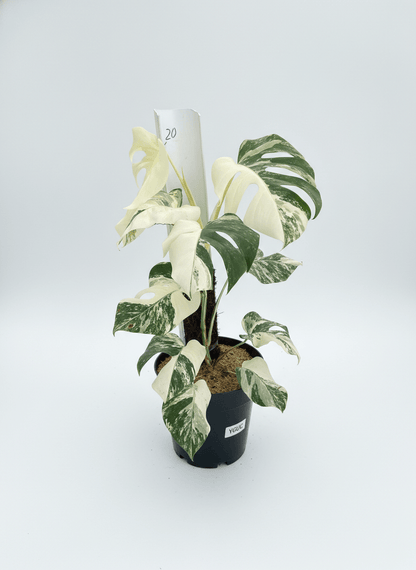 Monstera Albo Half Moon Variegated - Yume Gardens Indonesia