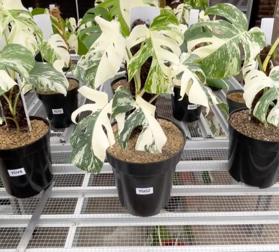 Monstera Albo Half Moon Variegated - Yume Gardens Indonesia