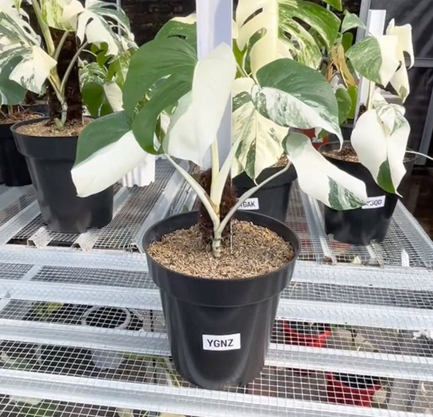 Monstera Albo Half Moon Variegated - Yume Gardens Indonesia