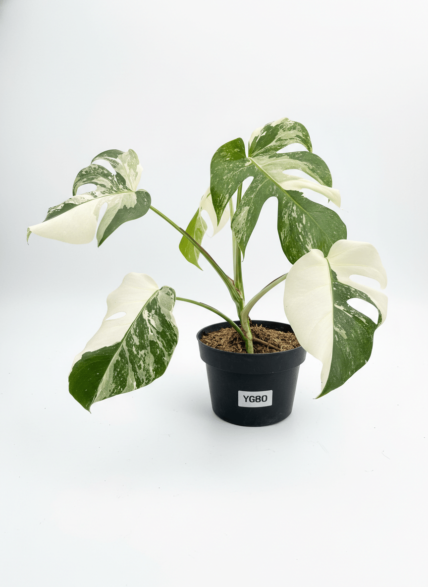 Monstera Albo Half Moon Variegated - Yume Gardens Indonesia