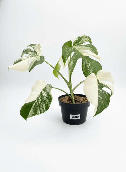 Monstera Albo Half Moon Variegated - Yume Gardens Indonesia