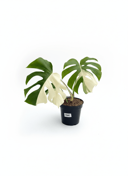 Monstera Albo Half Moon Variegated - Yume Gardens Indonesia