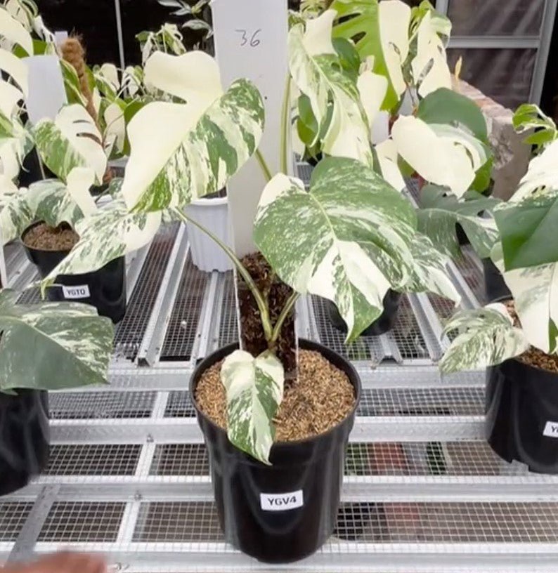 Monstera Albo Half Moon Variegated - Yume Gardens Indonesia