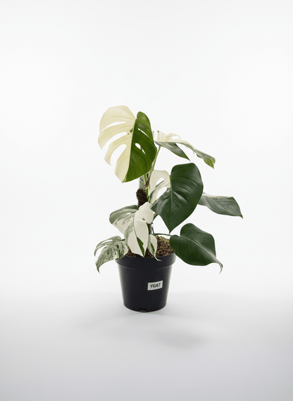 Monstera Albo Half Moon Variegated - Yume Gardens Indonesia