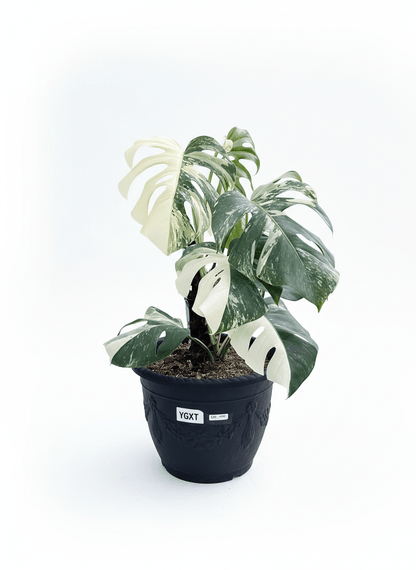 Monstera Albo Half Moon Variegated - Yume Gardens Indonesia