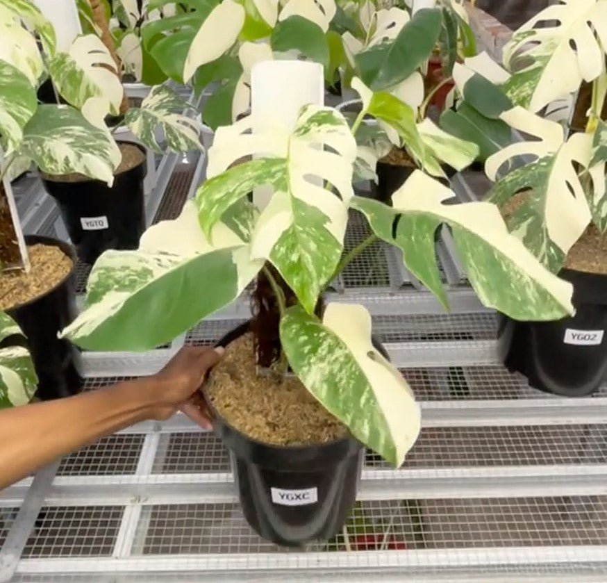 Monstera Albo Half Moon Variegated - Yume Gardens Indonesia