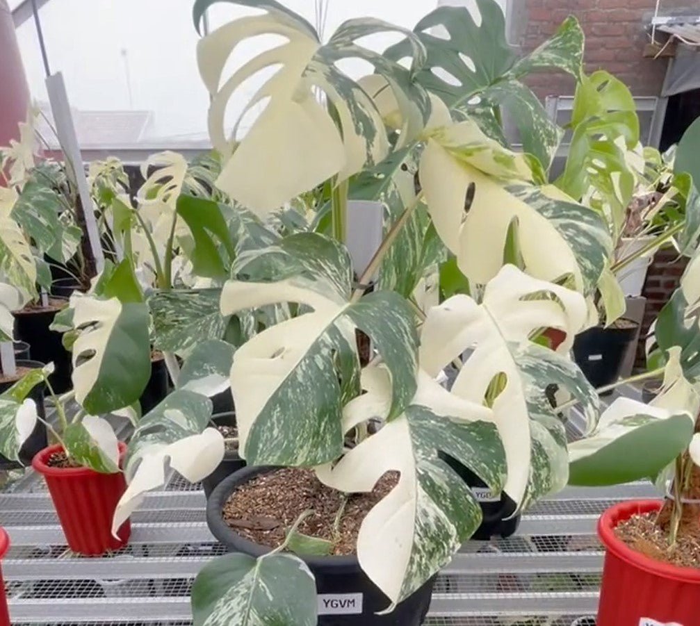 Monstera Albo Half Moon Variegated - Yume Gardens Indonesia