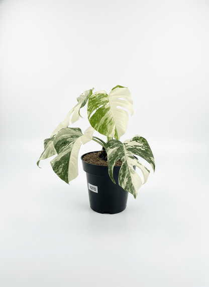 Monstera Albo Half Moon Variegated - Yume Gardens Indonesia
