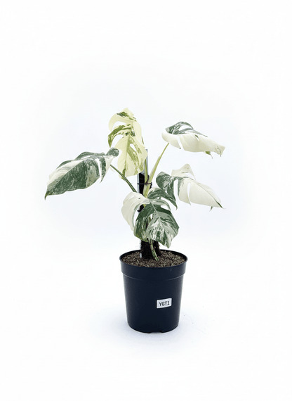 Monstera Albo Half Moon Variegated - Yume Gardens Indonesia