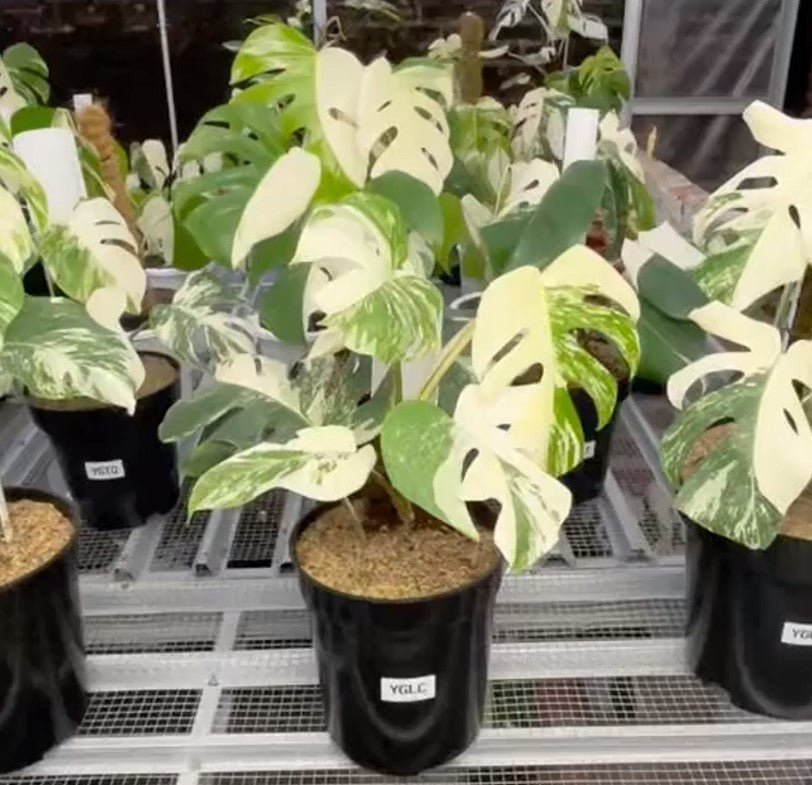 Monstera Albo Half Moon Variegated - Yume Gardens Indonesia