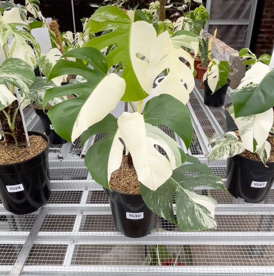 Monstera Albo Half Moon Variegated - Yume Gardens Indonesia