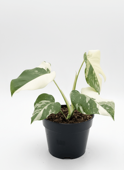 Monstera Albo Half Moon Variegated - Yume Gardens Indonesia