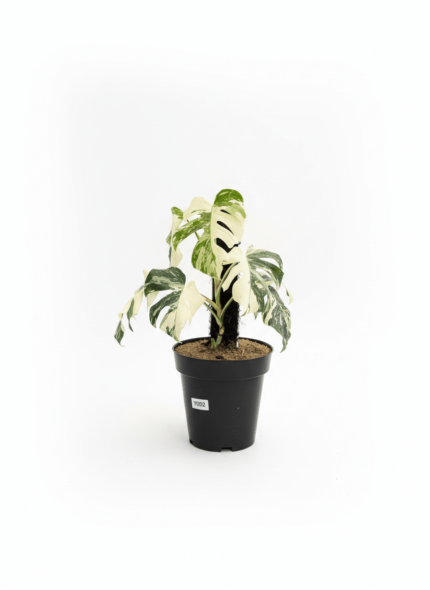 Monstera Albo Half Moon Variegated - Yume Gardens Indonesia