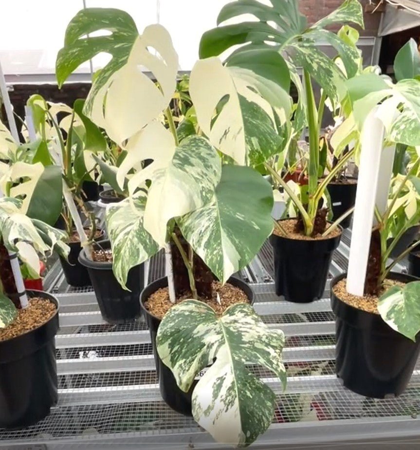 Monstera Albo Half Moon Variegated - Yume Gardens Indonesia