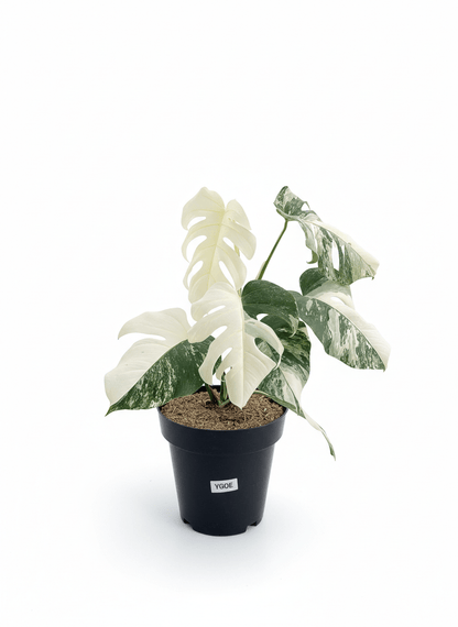 Monstera Albo Half Moon Variegated - Yume Gardens Indonesia