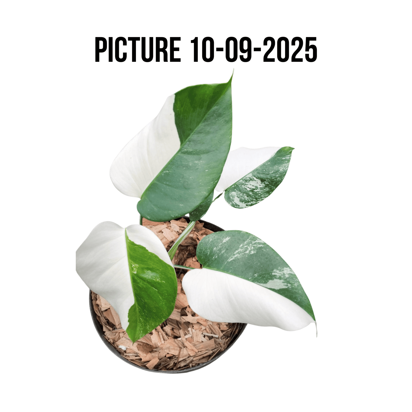Monstera Albo Half Moon Variegated - Yume Gardens Indonesia