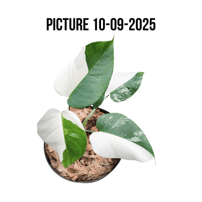Monstera Albo Half Moon Variegated - Yume Gardens Indonesia