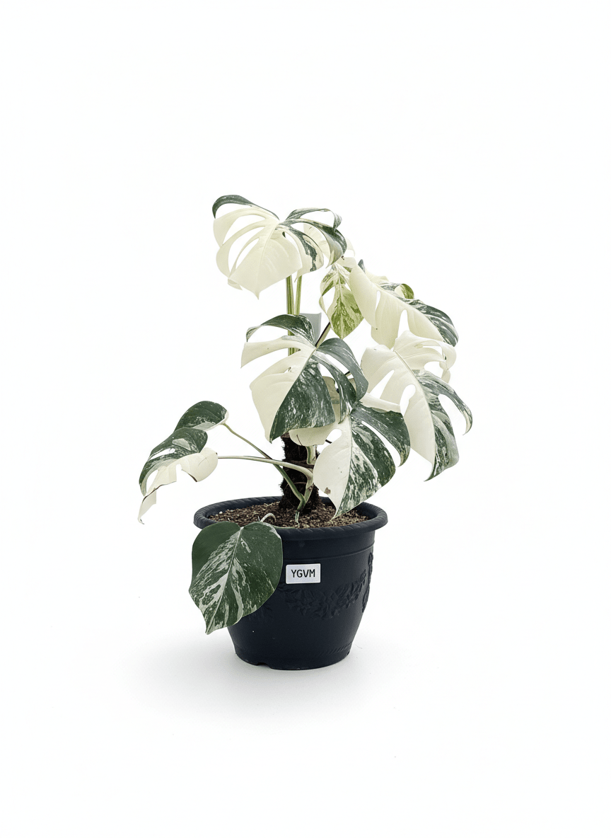 Monstera Albo Half Moon Variegated - Yume Gardens Indonesia