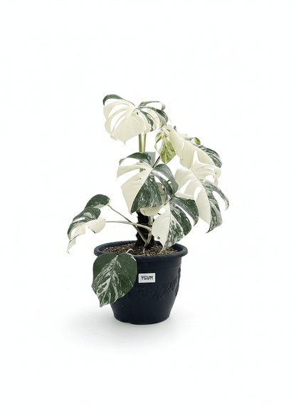 Monstera Albo Half Moon Variegated - Yume Gardens Indonesia