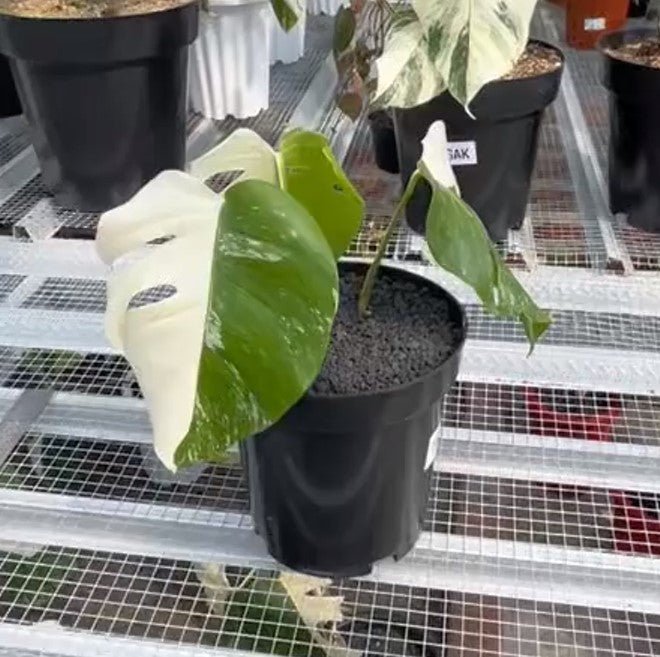Monstera Albo Half Moon Variegated - Yume Gardens Indonesia