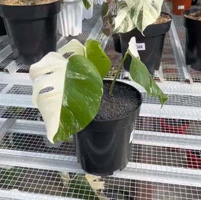 Monstera Albo Half Moon Variegated - Yume Gardens Indonesia