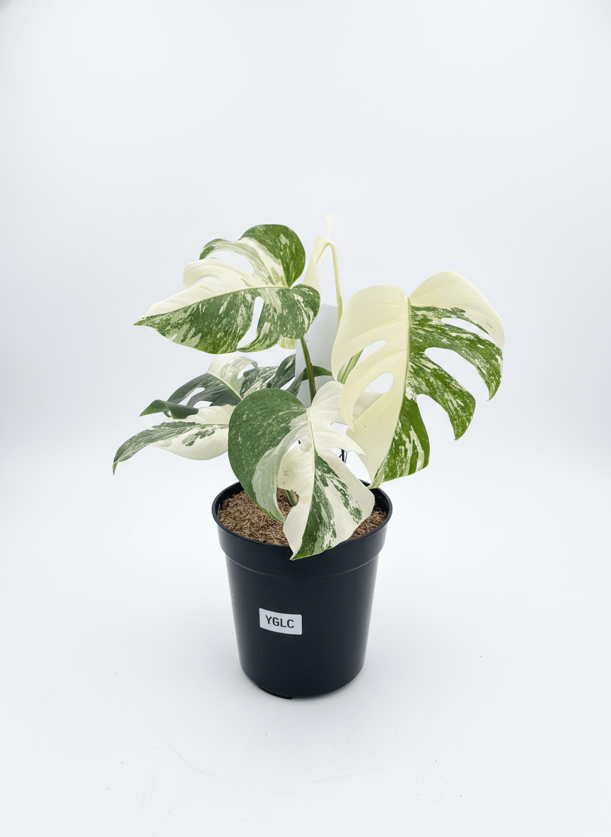 Monstera Albo Half Moon Variegated - Yume Gardens Indonesia