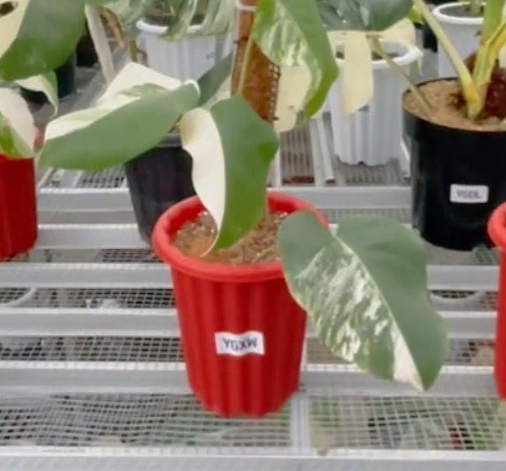 Monstera Albo Half Moon Variegated - Yume Gardens Indonesia