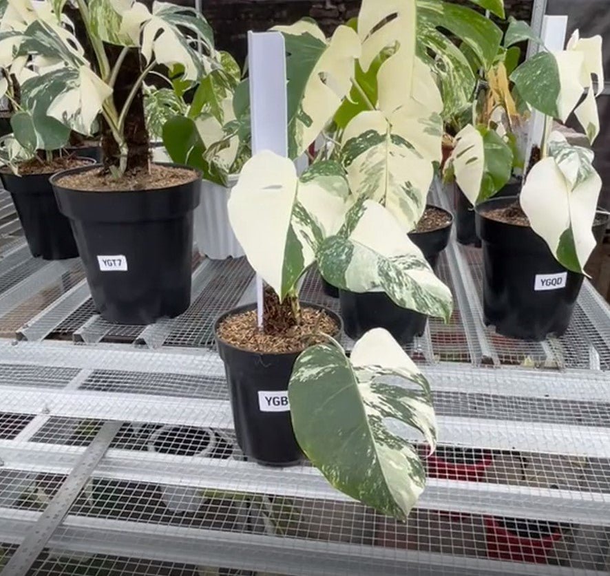 Monstera Albo Half Moon Variegated - Yume Gardens Indonesia