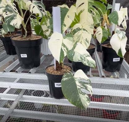 Monstera Albo Half Moon Variegated - Yume Gardens Indonesia