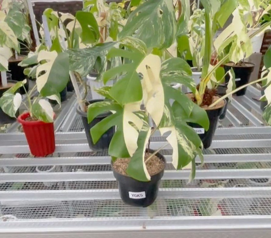 Monstera Albo Half Moon Variegated - Yume Gardens Indonesia