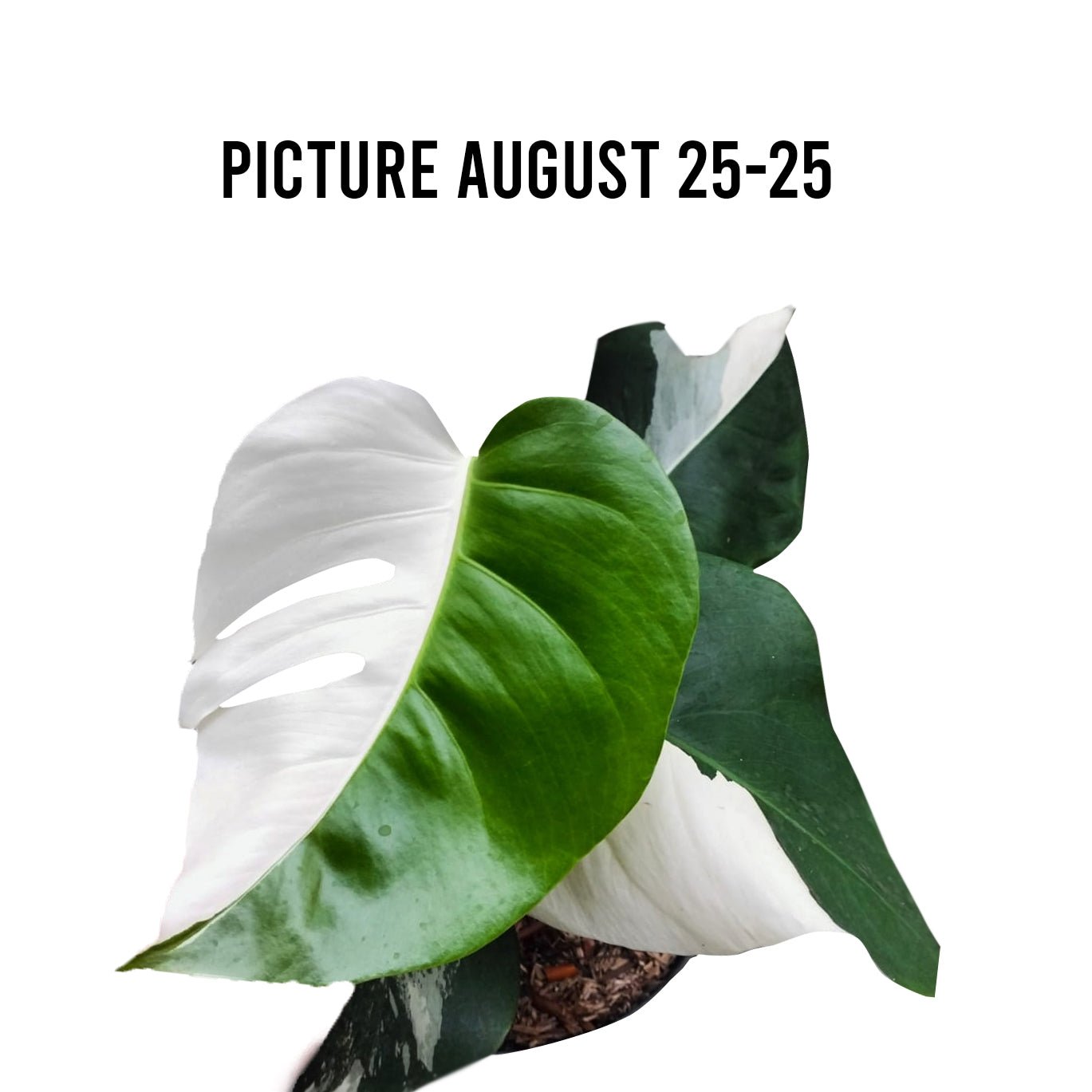 Monstera Albo Half Moon Variegated - Yume Gardens Indonesia
