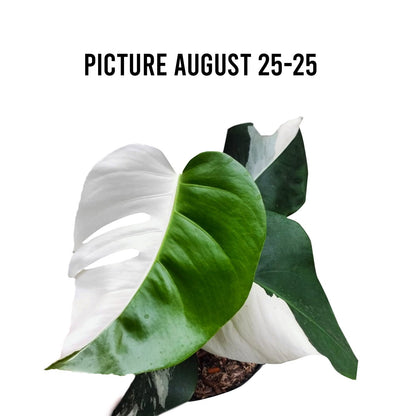 Monstera Albo Half Moon Variegated - Yume Gardens Indonesia