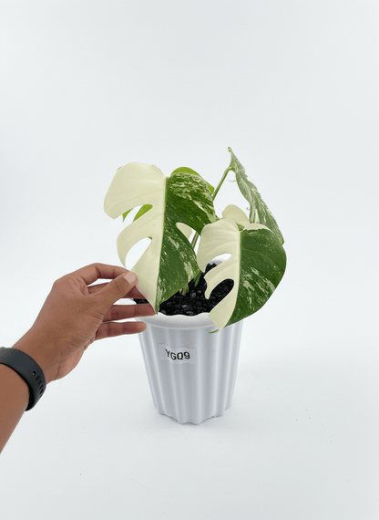 Monstera Albo Half Moon Variegated - Yume Gardens Indonesia