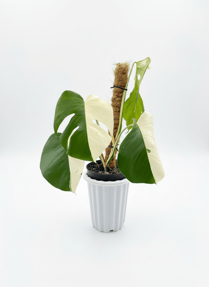 Monstera Albo Half Moon Variegated - Yume Gardens Indonesia