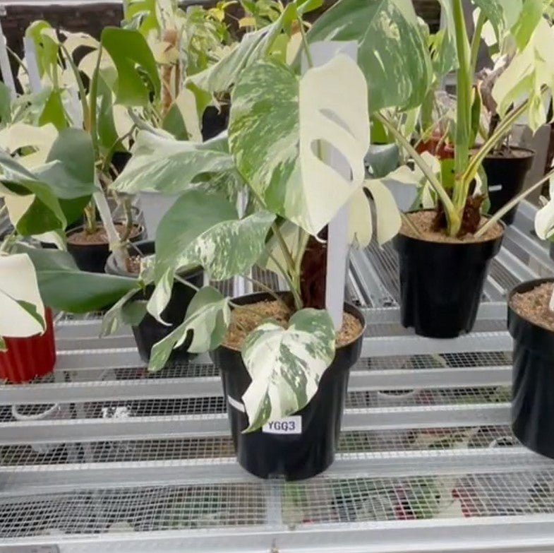 Monstera Albo Half Moon Variegated - Yume Gardens Indonesia