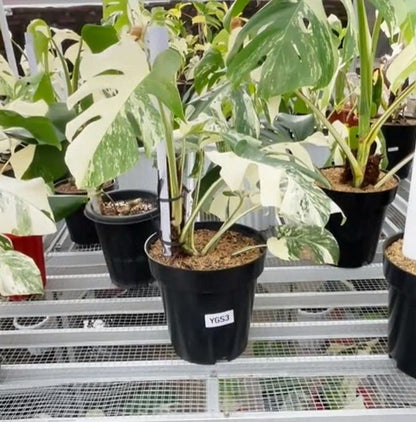 Monstera Albo Half Moon Variegated - Yume Gardens Indonesia