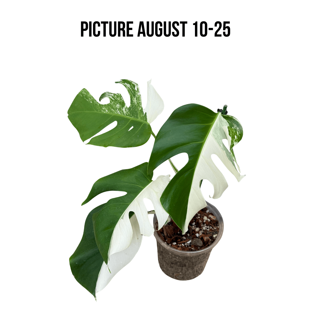 Monstera Albo Half Moon Variegated - Yume Gardens Indonesia