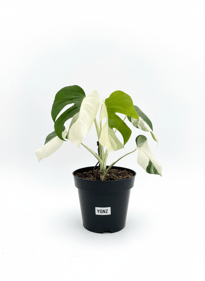 Monstera Albo Half Moon Variegated - Yume Gardens Indonesia