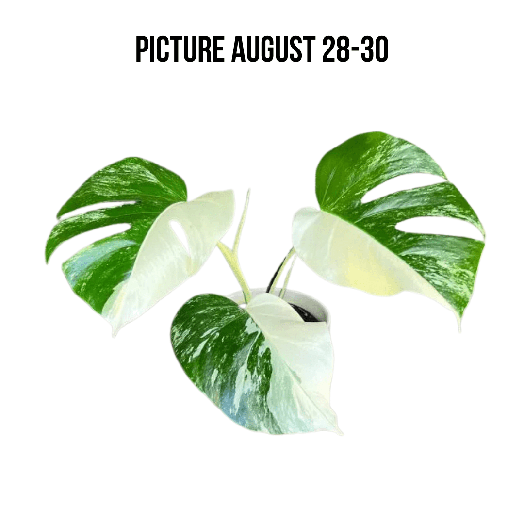 Monstera Albo Half Moon Variegated - Yume Gardens Indonesia