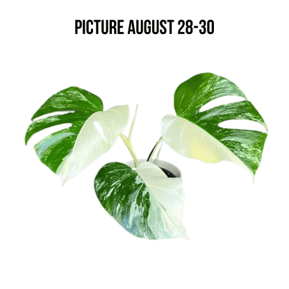 Monstera Albo Half Moon Variegated - Yume Gardens Indonesia