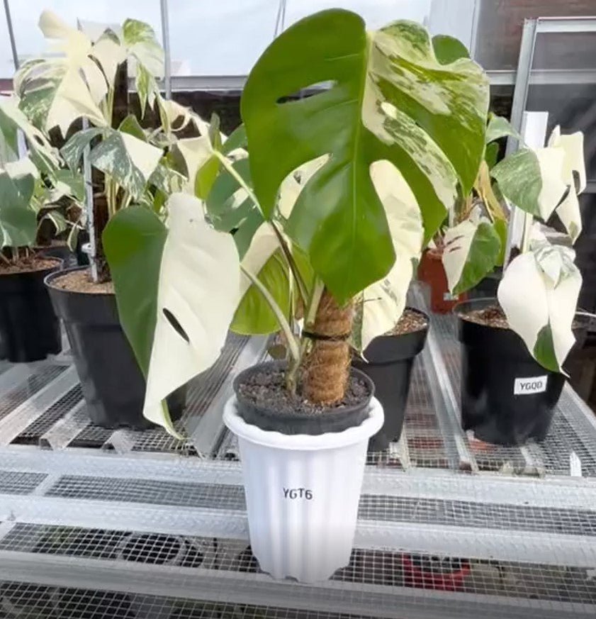 Monstera Albo Half Moon Variegated - Yume Gardens Indonesia