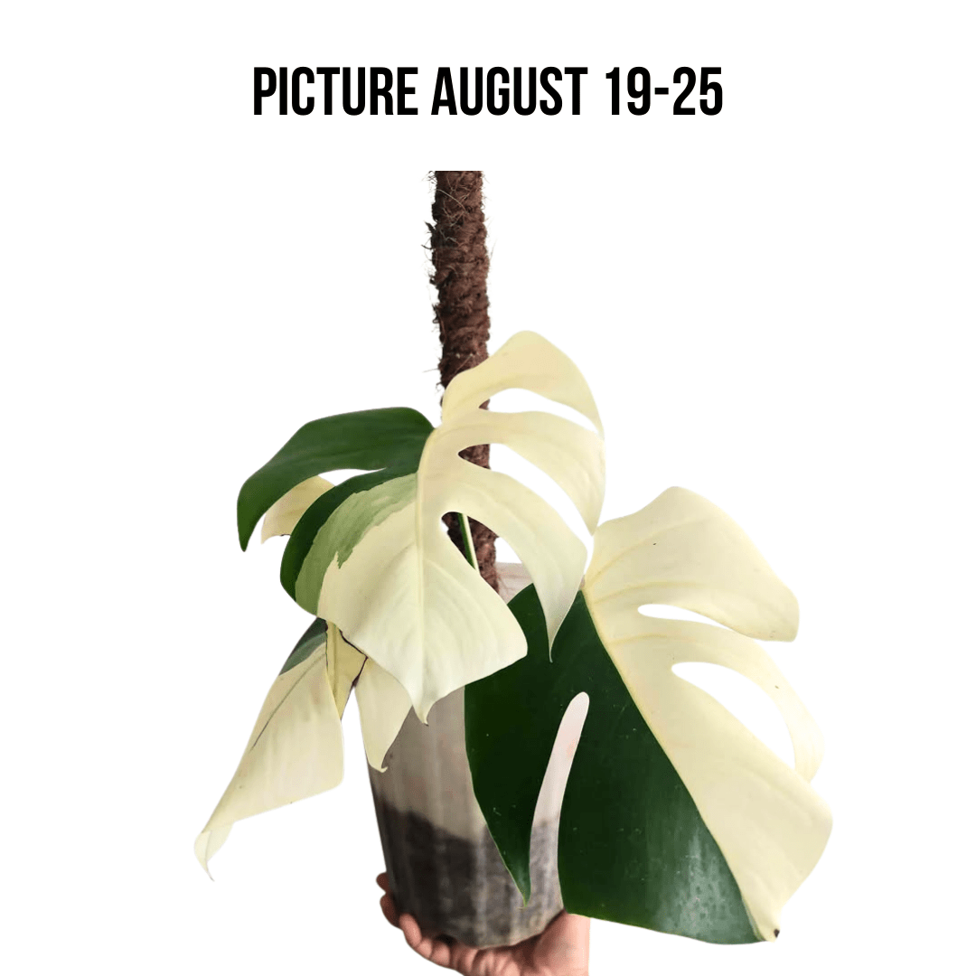 Monstera Albo Half Moon Variegated - Yume Gardens Indonesia
