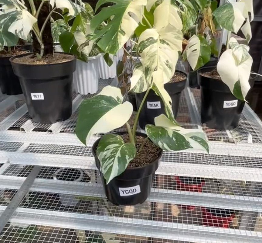 Monstera Albo Half Moon Variegated - Yume Gardens Indonesia