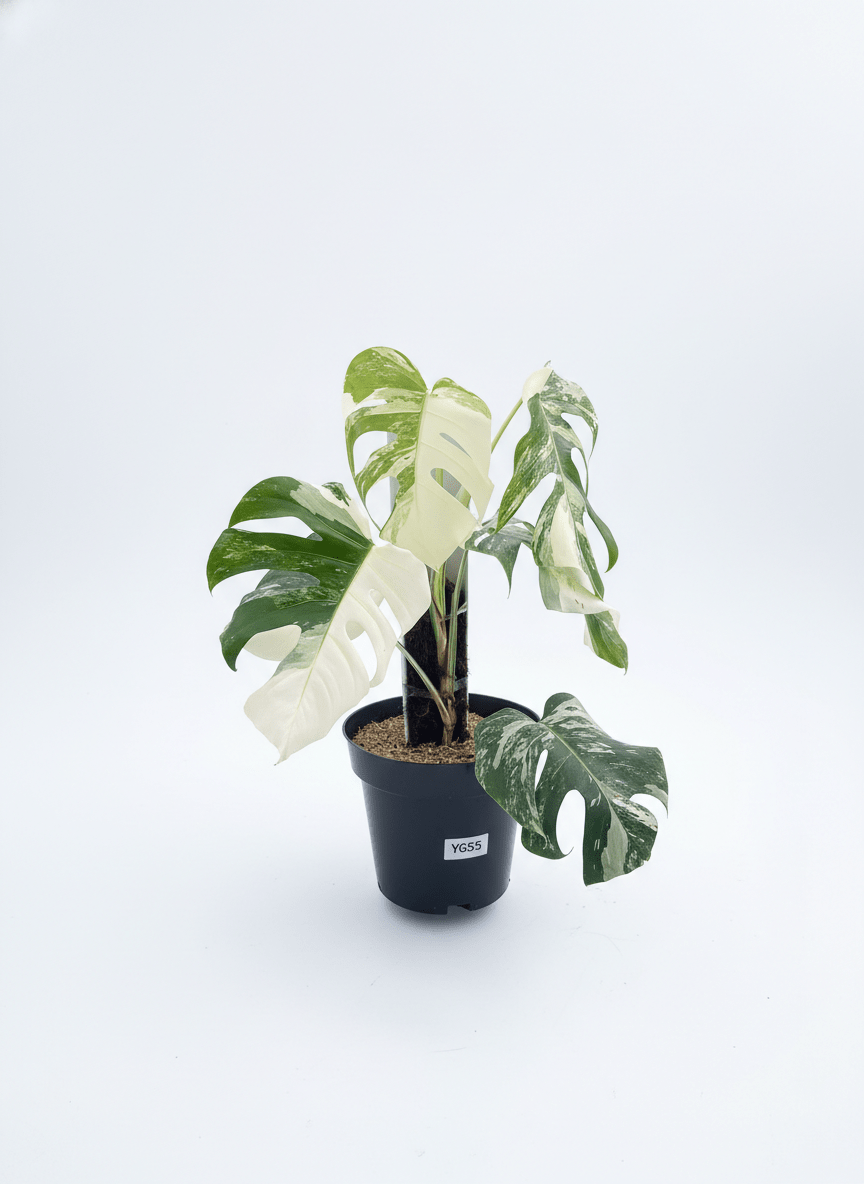 Monstera Albo Half Moon Variegated - Yume Gardens Indonesia