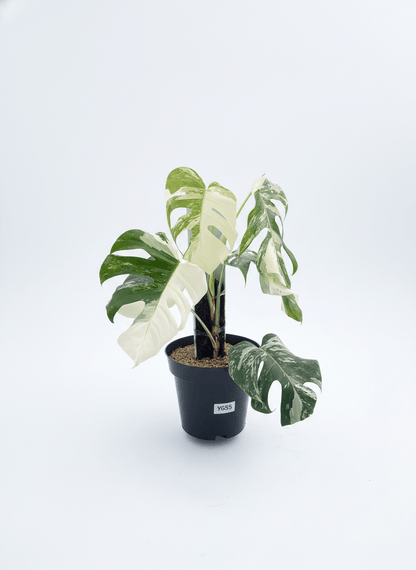 Monstera Albo Half Moon Variegated - Yume Gardens Indonesia