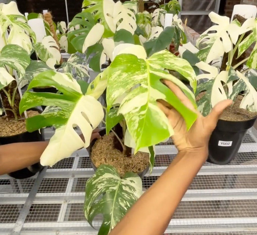 Monstera Albo Half Moon Variegated - Yume Gardens Indonesia